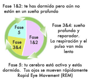 Fases del sueño